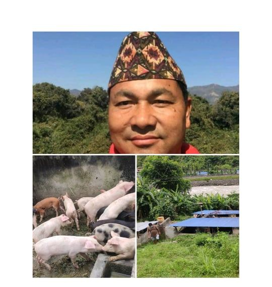 एमाले जिल्ला कमिटी सदस्य पशुपालन व्यवसायमा रमाउँदै 