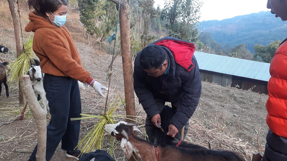 दोलखाको मेलुङ गाउँपालिकामा बाख्रालाई पिपिआर रोग विरुद्धको खोप लगाउँन सुरु 